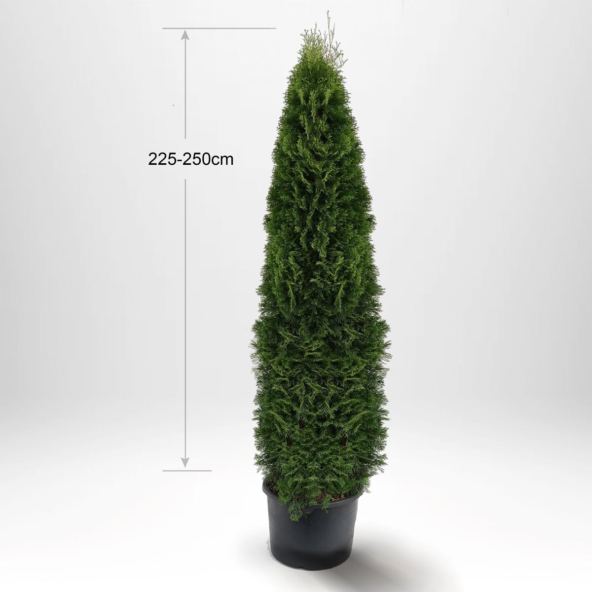 Thuja Smaragd 225-250 cm, Pottedyrket 50L, Kvalite: Landscape Quality XXL